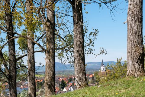 Blick vom Waldrand durch die Bäume auf Steißlingen