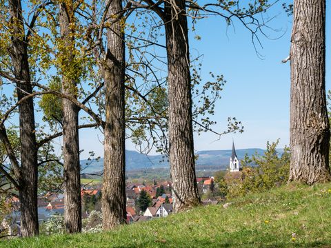 Blick vom Waldrand durch die Bäume auf Steißlingen
