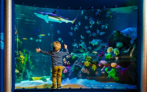 Junge vor Ozean im SEA LIFE