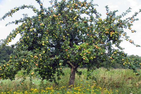 Streuobstbaum in Steißlingen