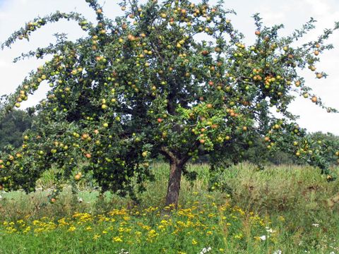Streuobstbaum in Steißlingen