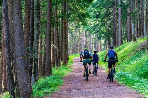 Eine Gruppe Mountainbiker durchquert einen Wald.